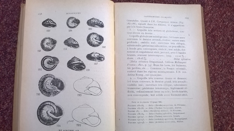 Mollusques de la France et des régions voisines - L. Germain Wp_20112