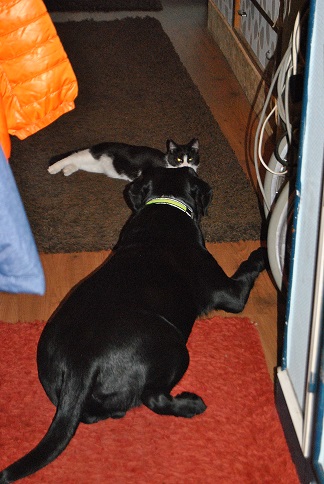 CAPUCIN, adorable chaton noir et blanc de 3 mois Capuci10