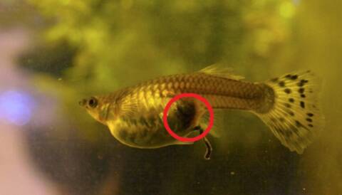 Mon Poisson Guppy Et Elle Enceinte