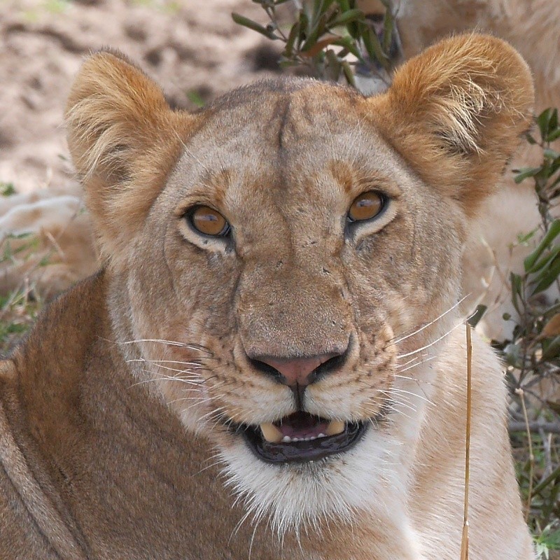Mara North Safari Oct. 2015 P1140311