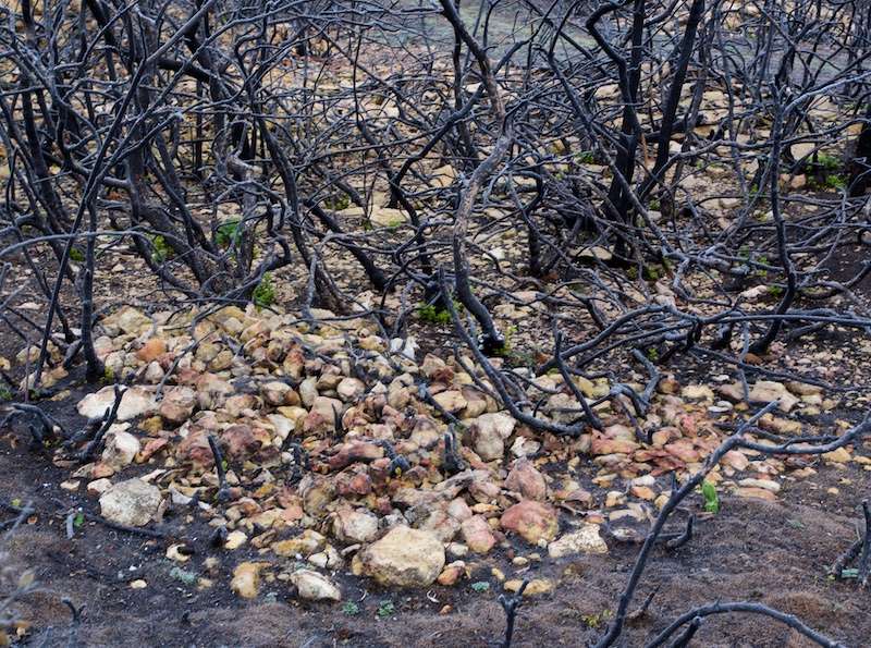 La nature reprend ses droits Nature10