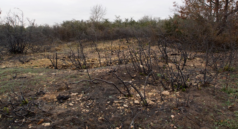 La nature reprend ses droits Nature12