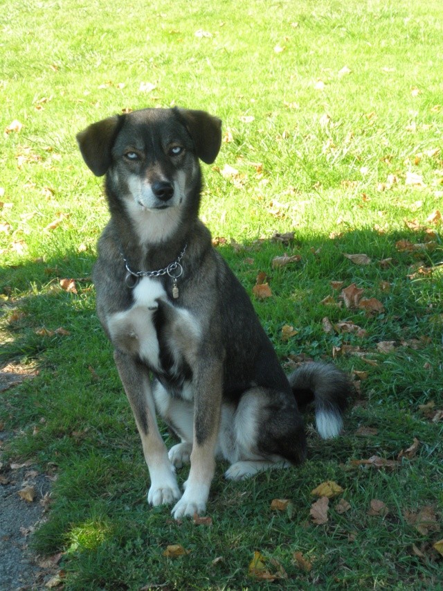 Nebraska husky x berger née 2009, ASSO 94 - Page 2 Pa011311