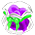Fleur d'Ail Violet Societ10