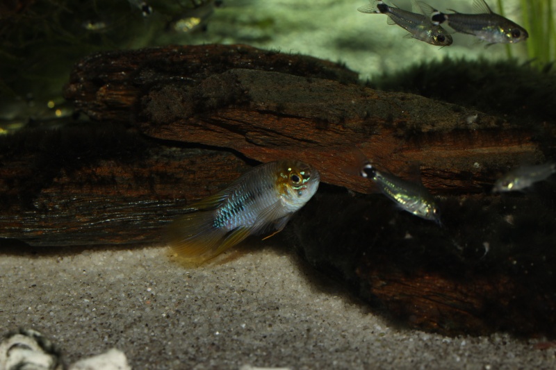 Corydoras hastatus/Hyphessobrycon elachys - Page 5 Apisto12