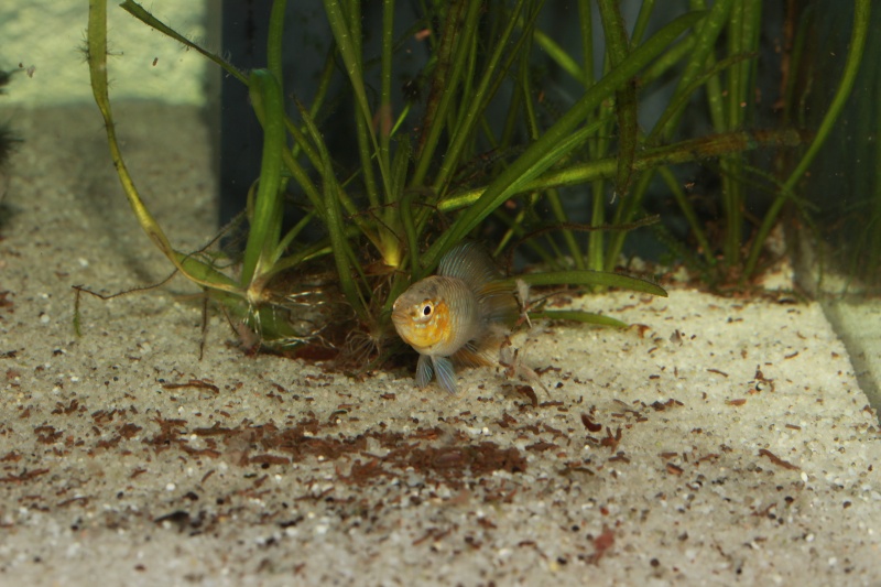 Corydoras hastatus/Hyphessobrycon elachys - Page 6 Apisto17