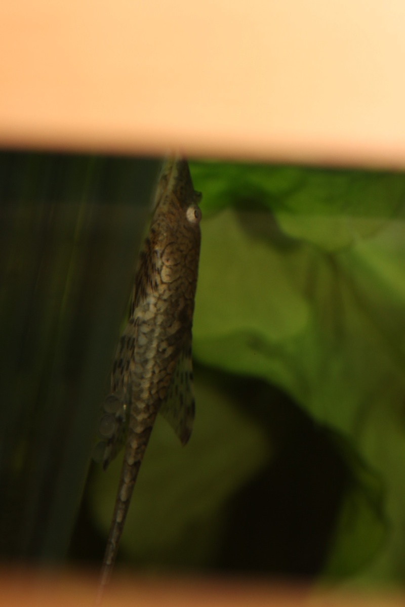 Sturisomatichthys leightoni Sturis40