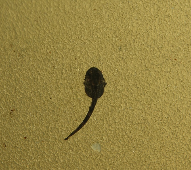 Sturisomatichthys leightoni Sturis43