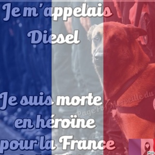 Assaut à Saint-Denis : Diesel, la chienne des policiers du RAID tuée.. Diesel10
