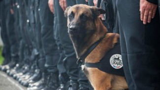 Assaut à Saint-Denis : Diesel, la chienne des policiers du RAID tuée.. Raid312