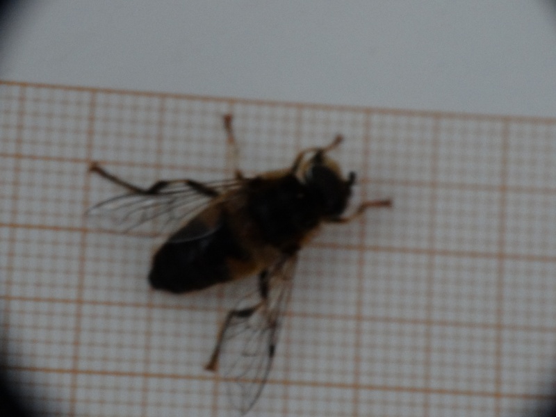 eristalis - Eristalis. 26_f2v10