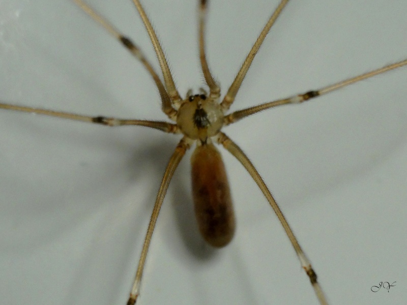 Pholcus Pholcu10
