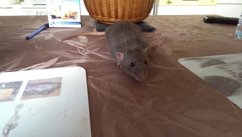 Rat mâle bleu, environ 5 mois, urgent!  Imag5712