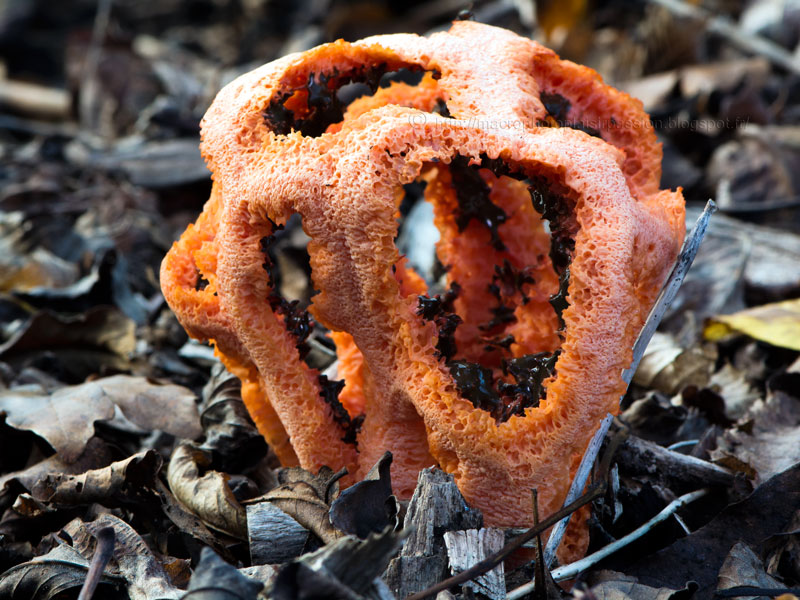 Clathrus ruber? _dsi9710