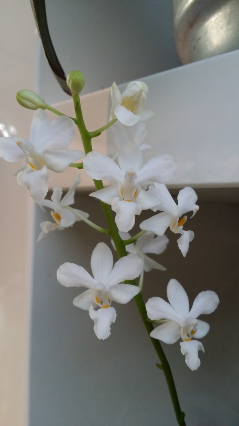 doritaenopsis blanc 20151224