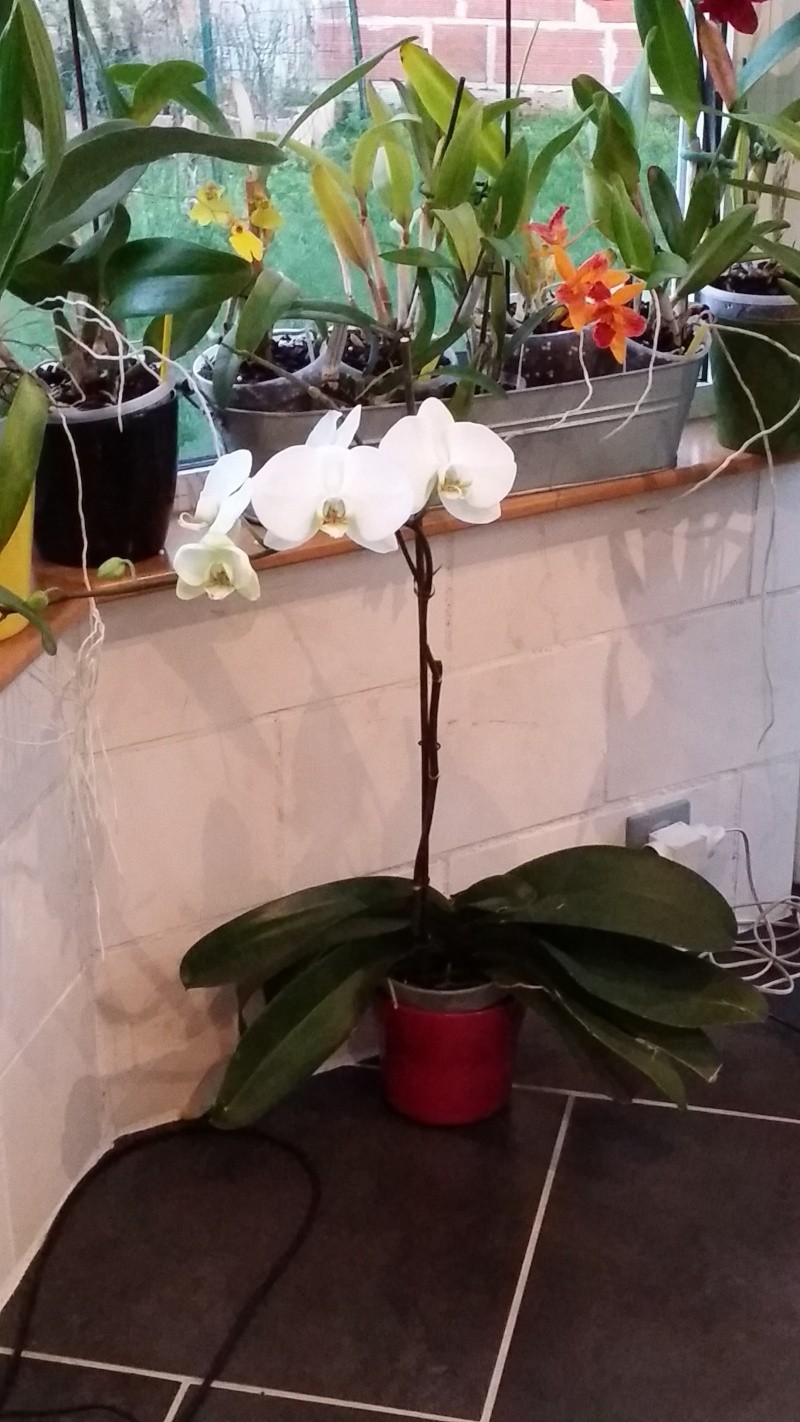 phalaenopsis blanc a fleurs enooooooooormes - Page 3 20151227