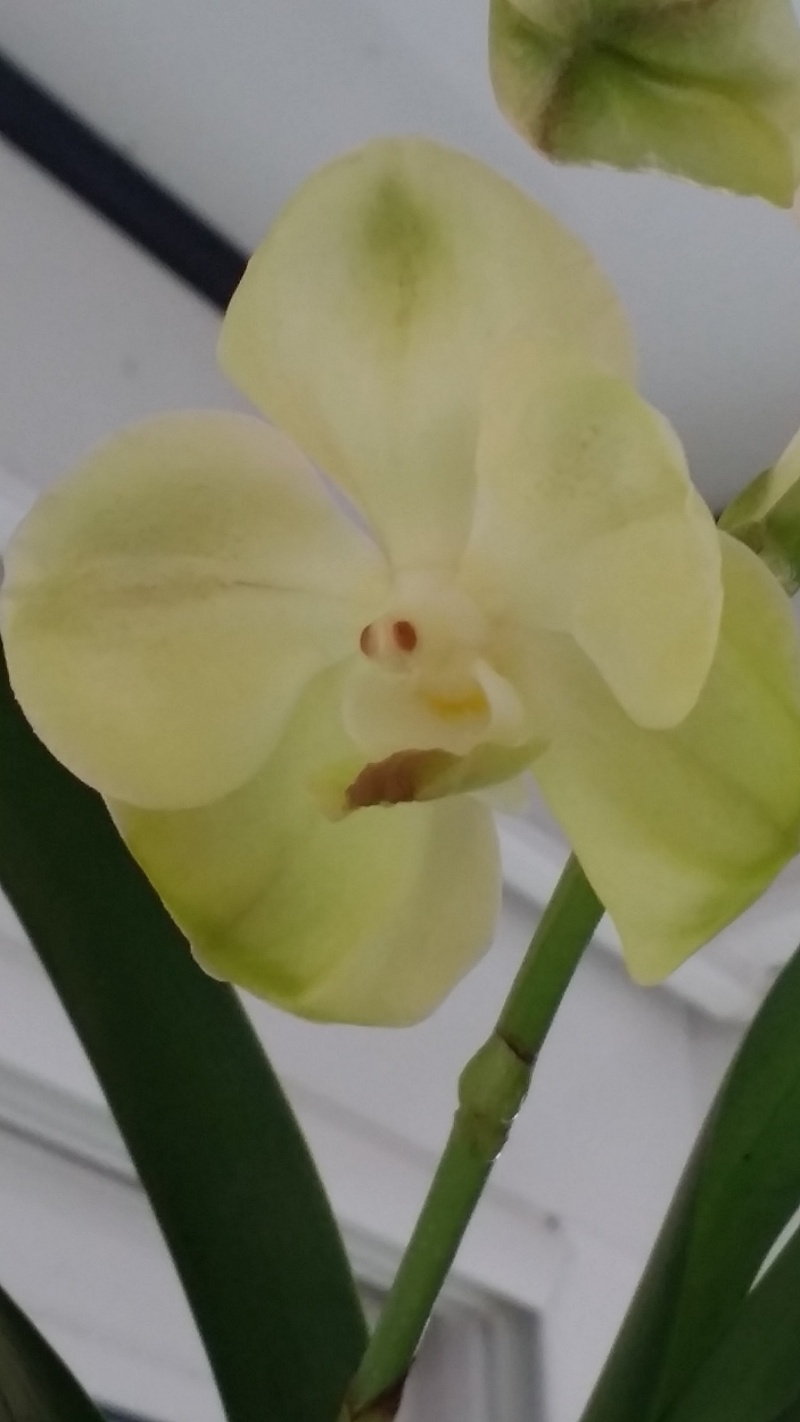 vanda Princees mikasa white angel 20160113