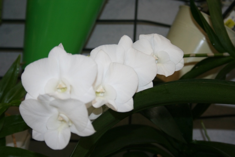 dendrobium phalaenopsis Emma White Img_2524