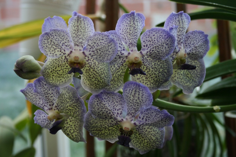 vanda moonlight blue - Page 2 Img_2714