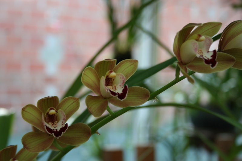 cymbidium tata guiguitte  Img_2719