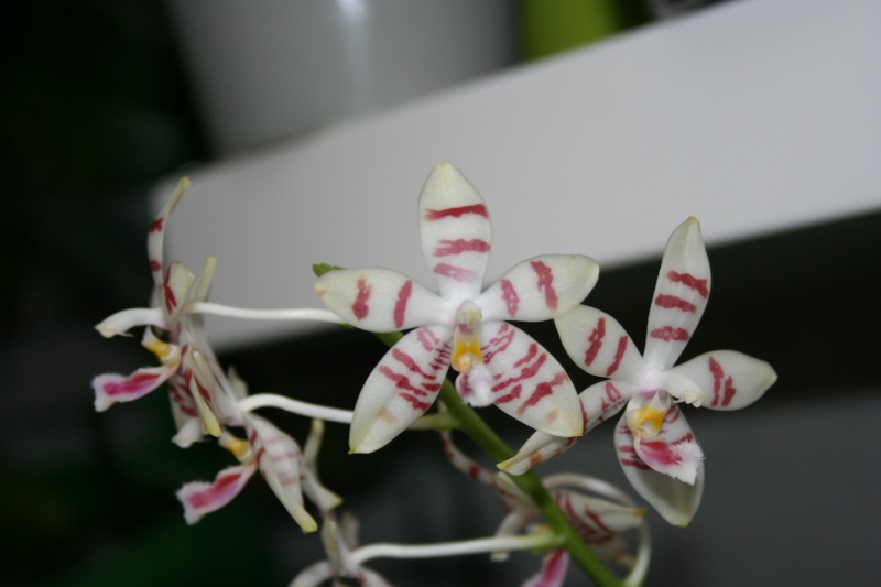 phalaenopsis amboinensis white x tetraspis  - Page 2 Img_2725