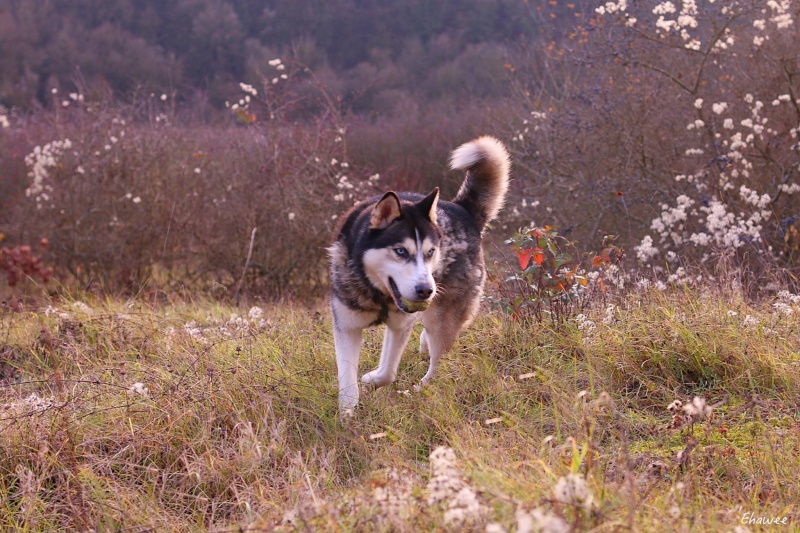 MARLEY, Husky (01/2009), Moineville Marley10