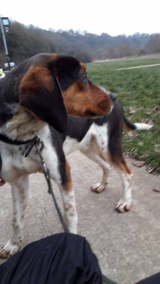 TEDDY, xbeagle (01/2015), Moineville Teddy110