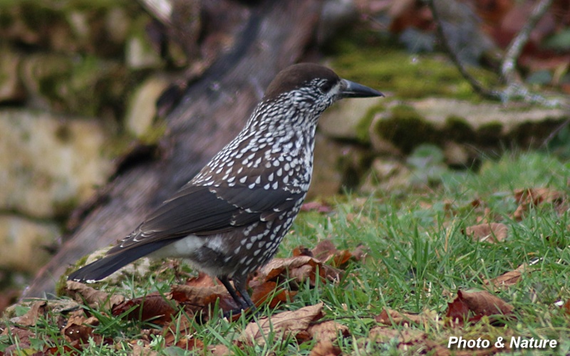 Pouillot ou pas ? Img_2410