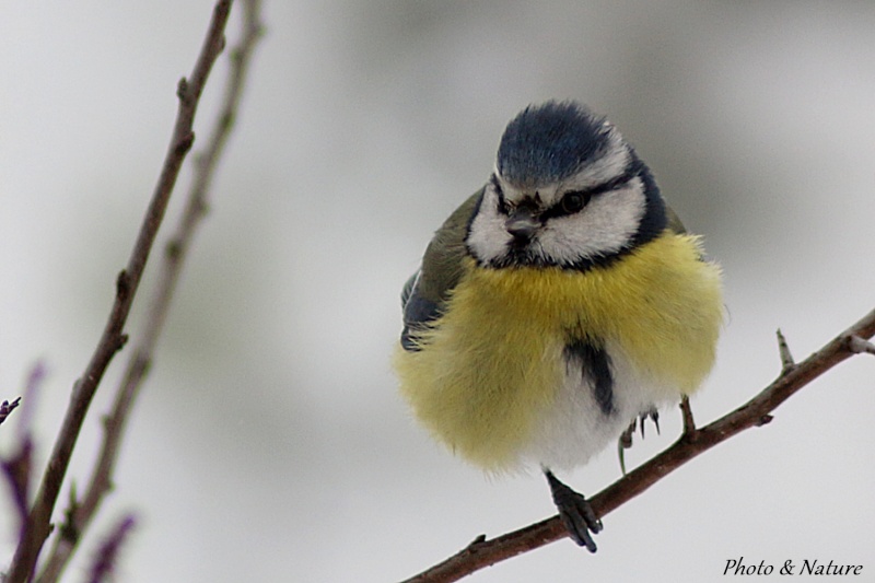 Observations d'oiseaux Automne/hiver 2015-2016 Img_9210