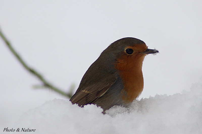 Observations d'oiseaux Automne/hiver 2015-2016 Img_9315