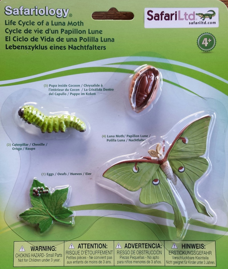 Insectes en 3D et cycles de vie Cycle_10
