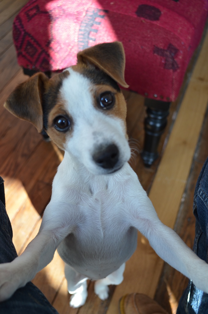 Chiot Jack Russel Femelle Laika110