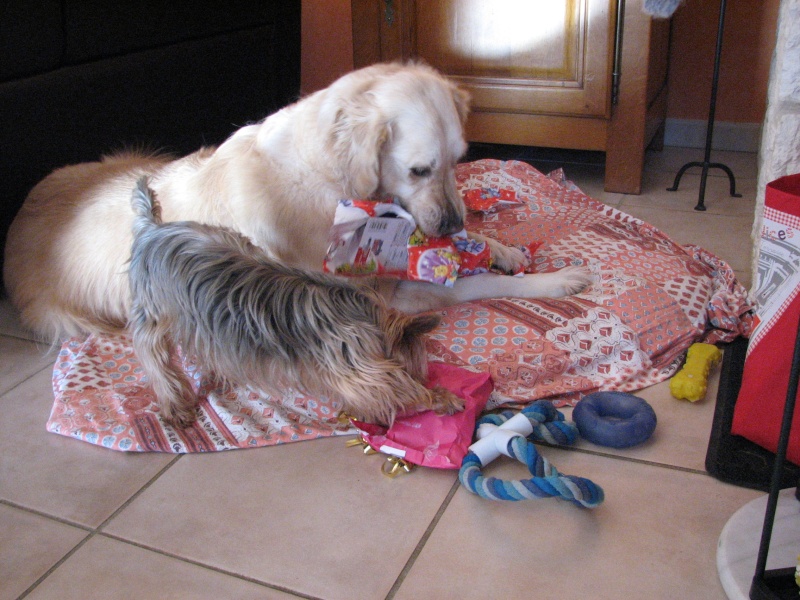 cadeaux de noel de nos goldens 2015_d12