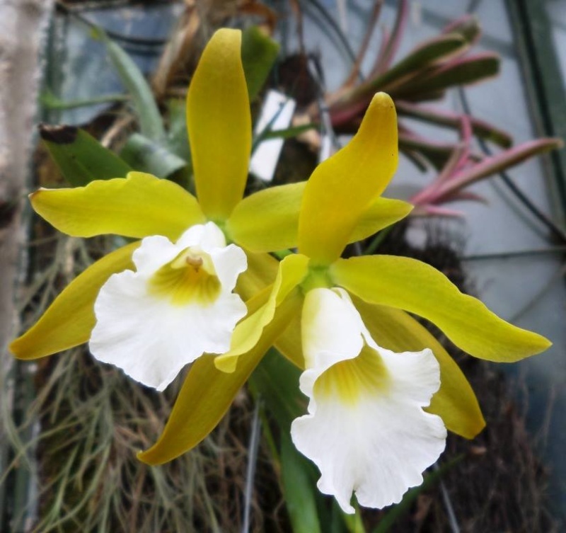 Photos d'orchidées inédites   - Page 6 10433710