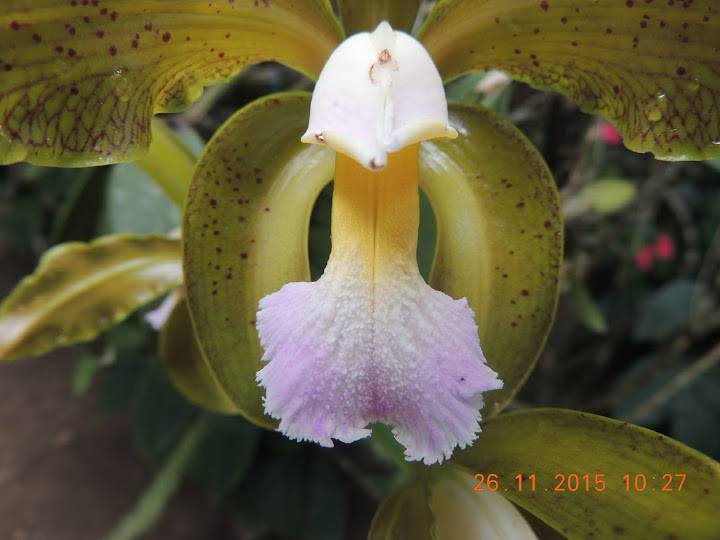 Photos d'orchidées inédites   - Page 6 11222310