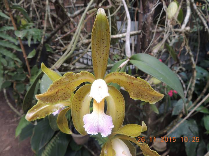 Photos d'orchidées inédites   - Page 6 12295210