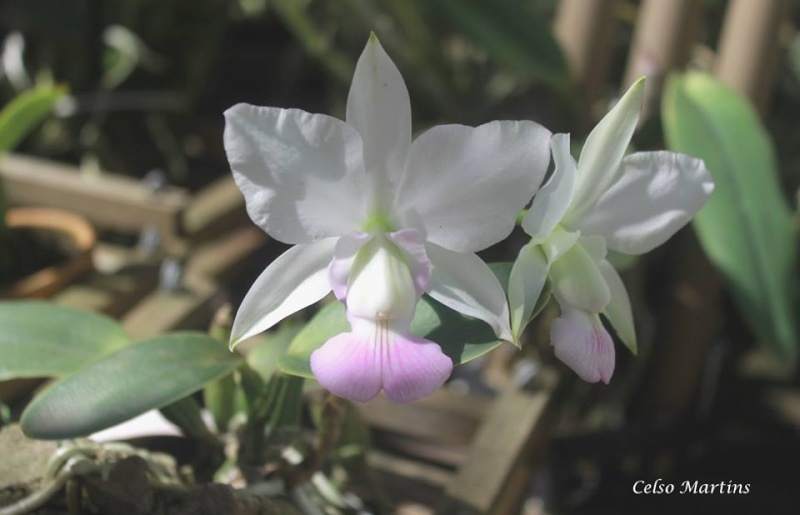 Photos d'orchidées inédites   - Page 7 12439211