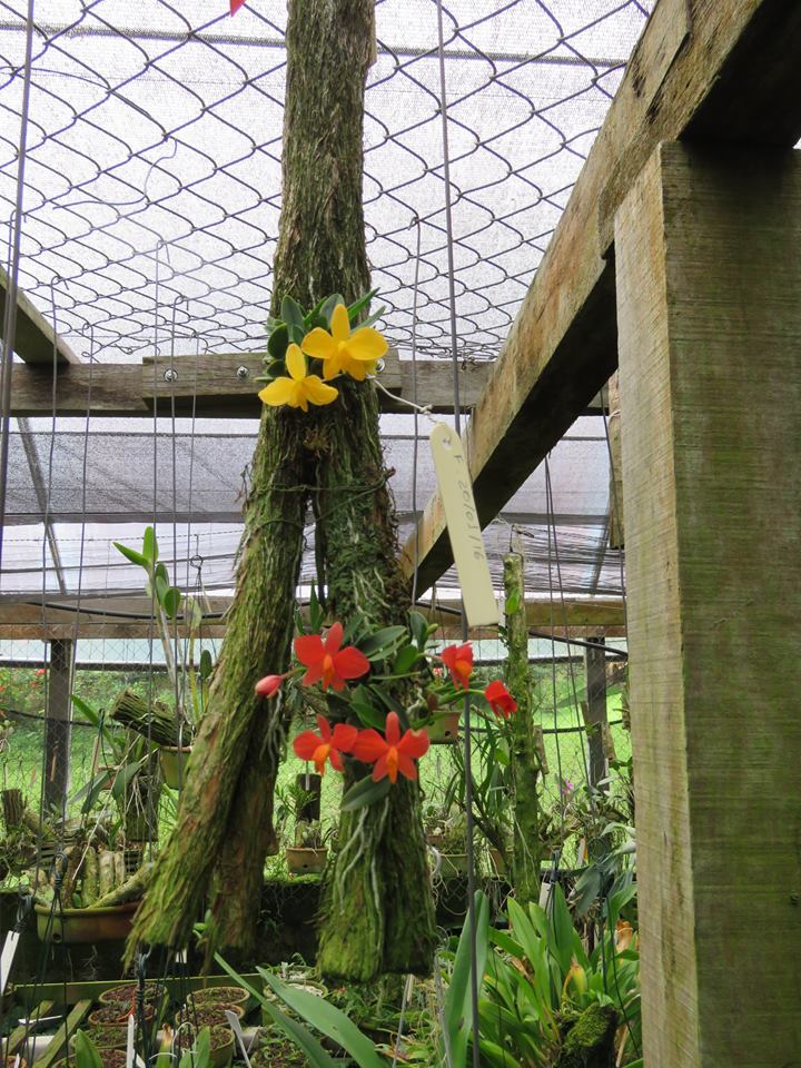 Cattleya coccinea f. flava 12661910