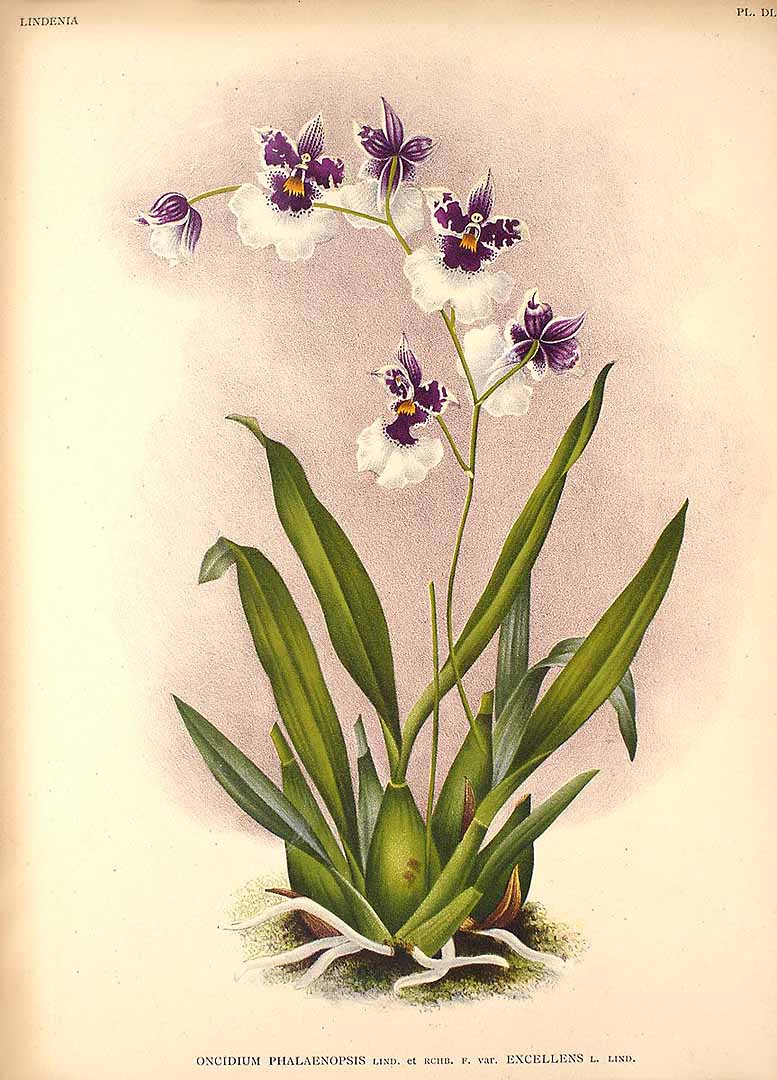 Caucaea (Oncidium) phalaenopsis 24275110