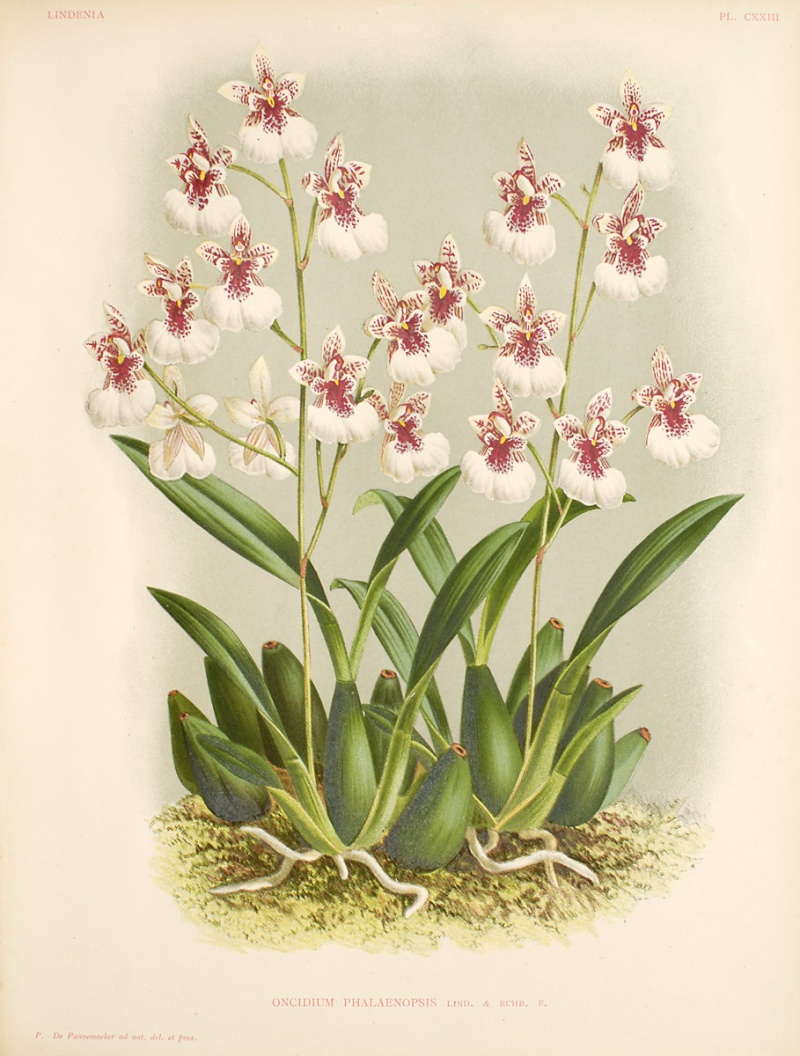 Caucaea (Oncidium) phalaenopsis 30156610