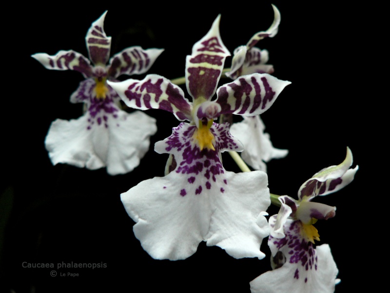 Caucaea phalaenopsis  Caucae18