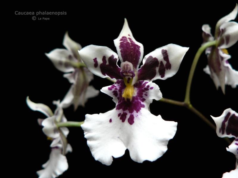 Caucaea (Oncidium) phalaenopsis Caucae22