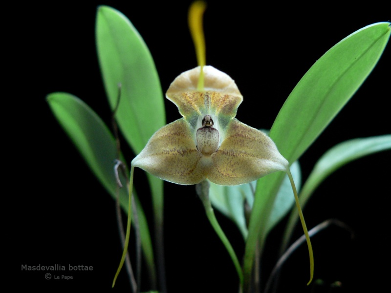 Masdevallia bottae Masdev10