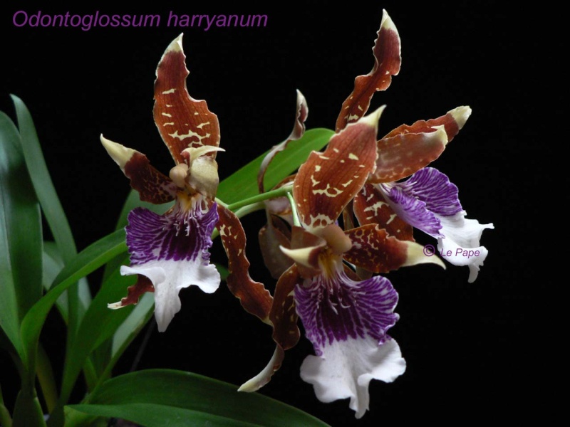 Oncidium (Odontoglossum) wyattianum Odonto10