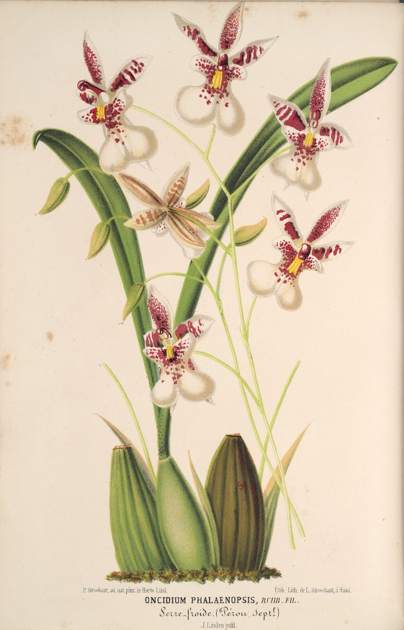 Caucaea (Oncidium) phalaenopsis Oncidi10