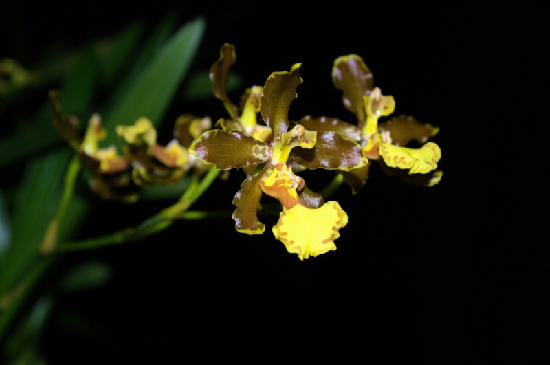 Oncidium oligophyllum 28121515