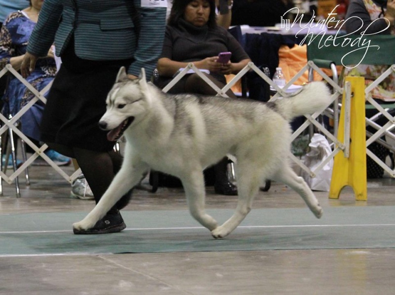 3 - BISS GCH/INT CH Silver Falls Summer Lookout At Keahi *Keegan* - Page 4 12241510