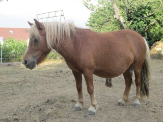 Ponette A - alezan crin lavés - pour attelage/compagnie (77) Albert18