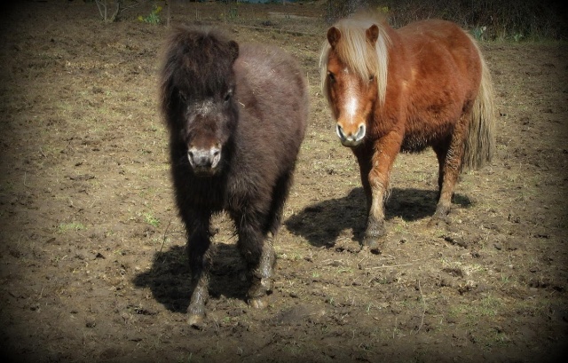  Ponette A alezan crins lavs - pour attelage/compagnie (77) Jaraal10