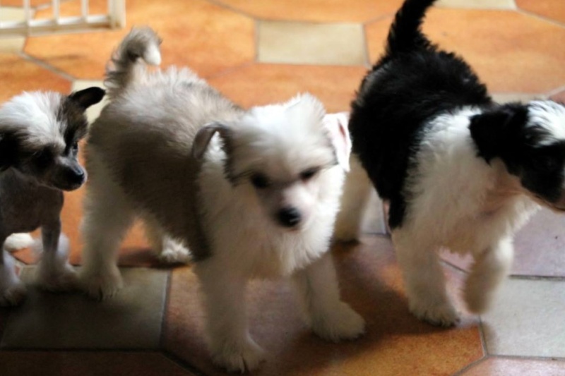 On se retrouve ici entre futurs adoptants ! - Page 39 12487110
